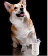 💦🐾 Fresh Water, Happy Pets – Automatic Pet Water Fountain!🐶🐱✨