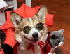 Vampire King Halloween Cape for Pets